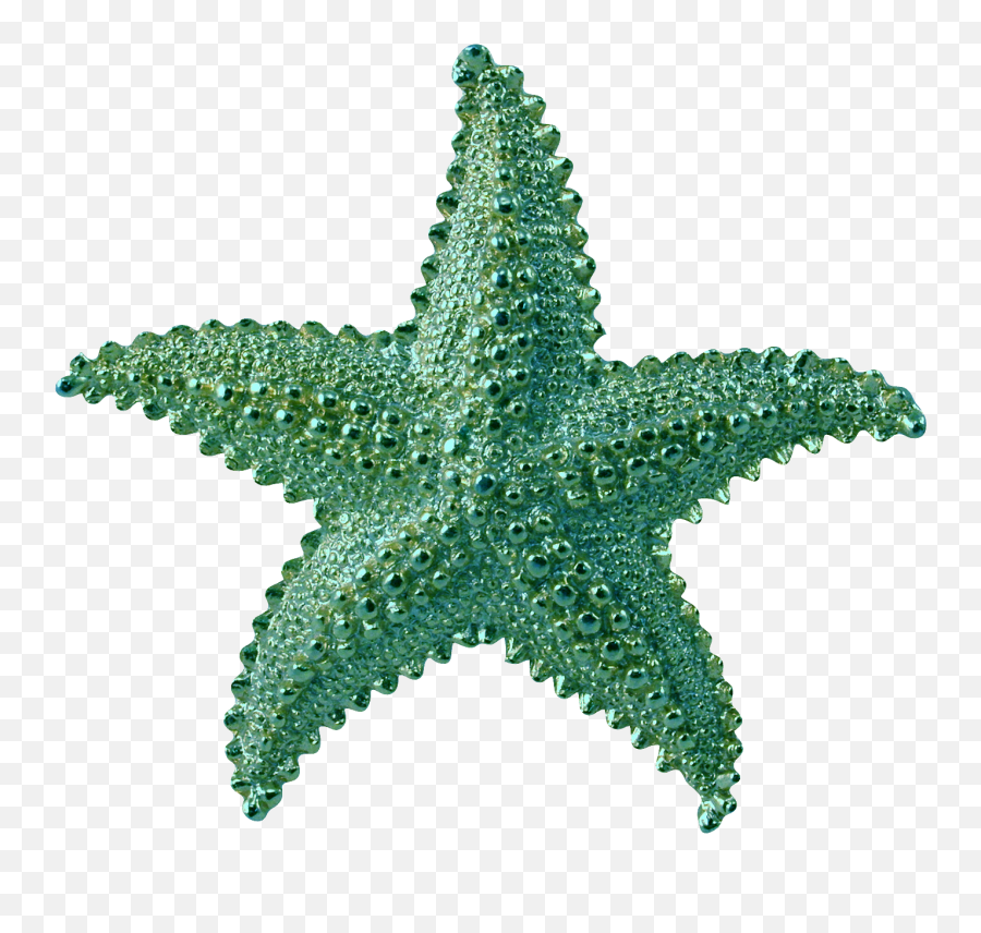 Transparent Background Starfish Png - Transparent Background Starfish Clipart,Starfish Transparent Background