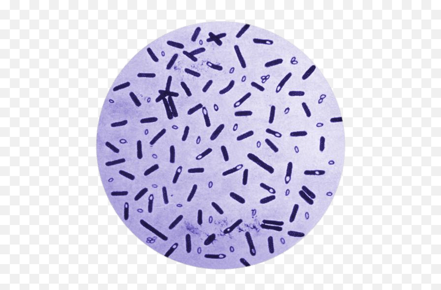 Botulism Bacteria In A Petri Dish Transparent Png - Stickpng Clostridium Botulinum,Dish Png