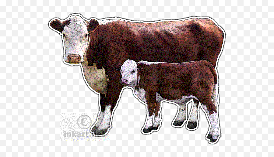Hereford Cow Decal - Transparent Hereford Cow Png,Cattle Png