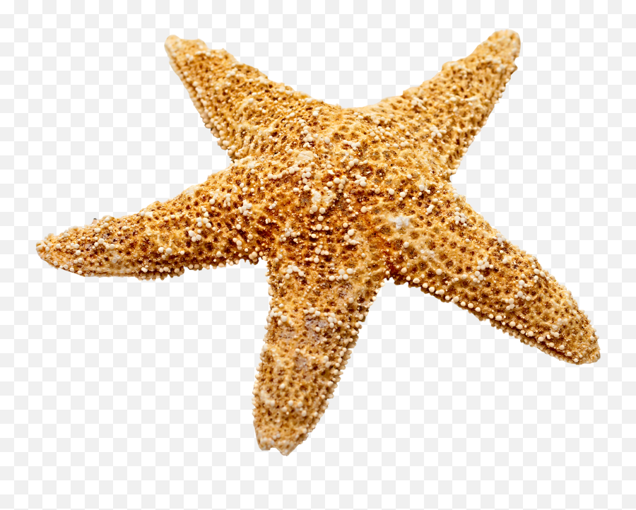 Marine Decoration Starfish Png Download - Starfish Png,Starfish Transparent