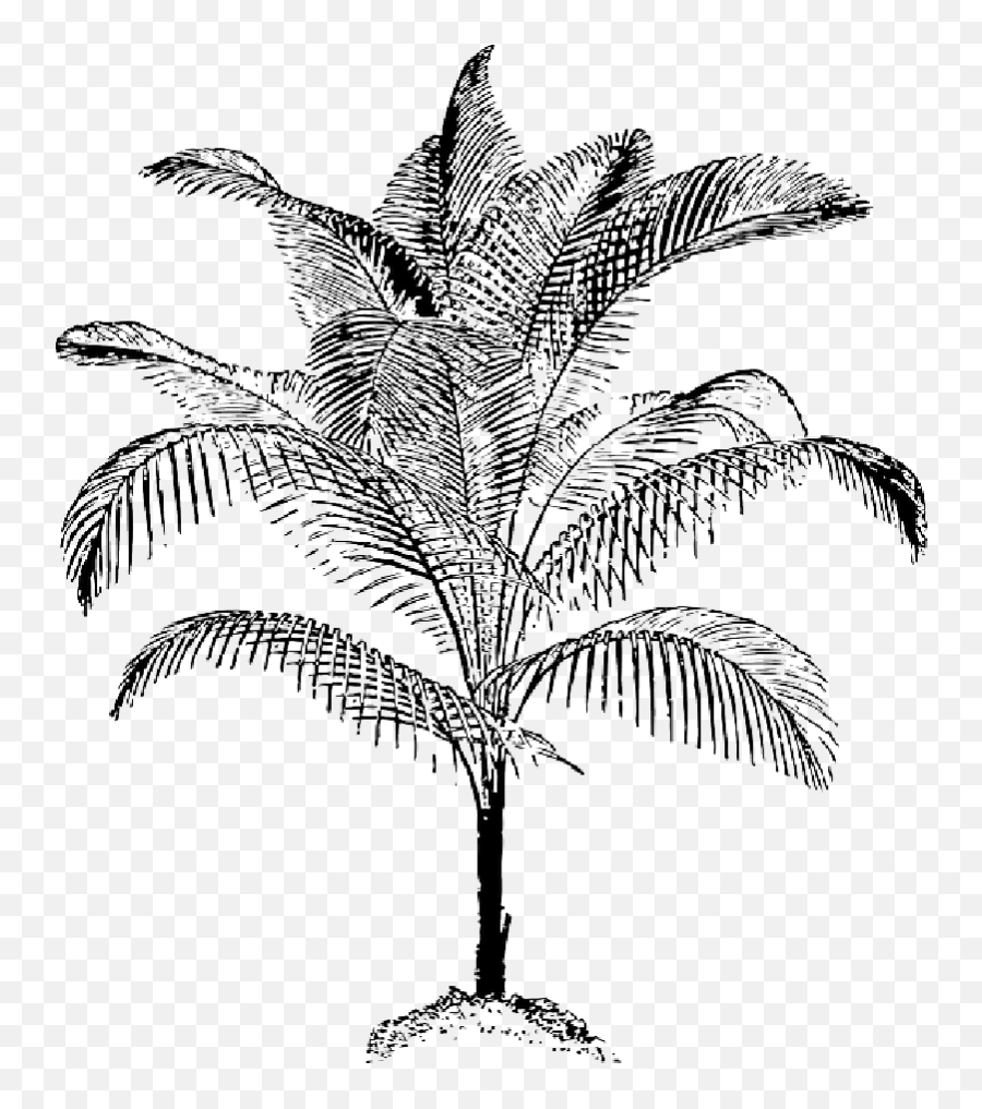 Food Fruit Outline Leaf Palm Tree Png
