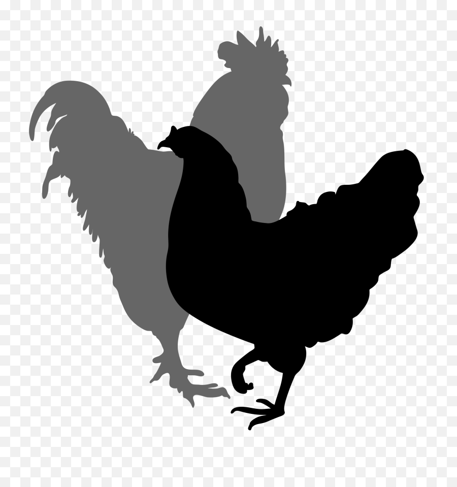 Rooster And Hen Silhouette 02 - Rooster And Hen Silhouette Png,Chicken Silhouette Png