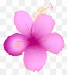Tropical Summer Flower Png Free - Hawaiian Hibiscus
