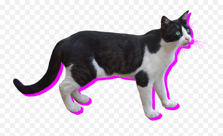 Visual Regression Testing - Gideon Pyzer Transparent Black And White Cat Png,Gideon Icon