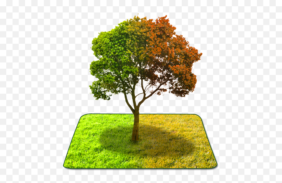 True Weather 3d - Apps On Google Play Png,3d Tree Icon