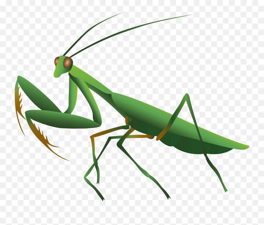 Mantis Png - Mantis Png,Mantis Png