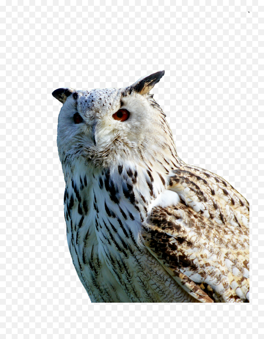 Barn Owl Transparent Png Image Free - Owl X 11,Owl Transparent