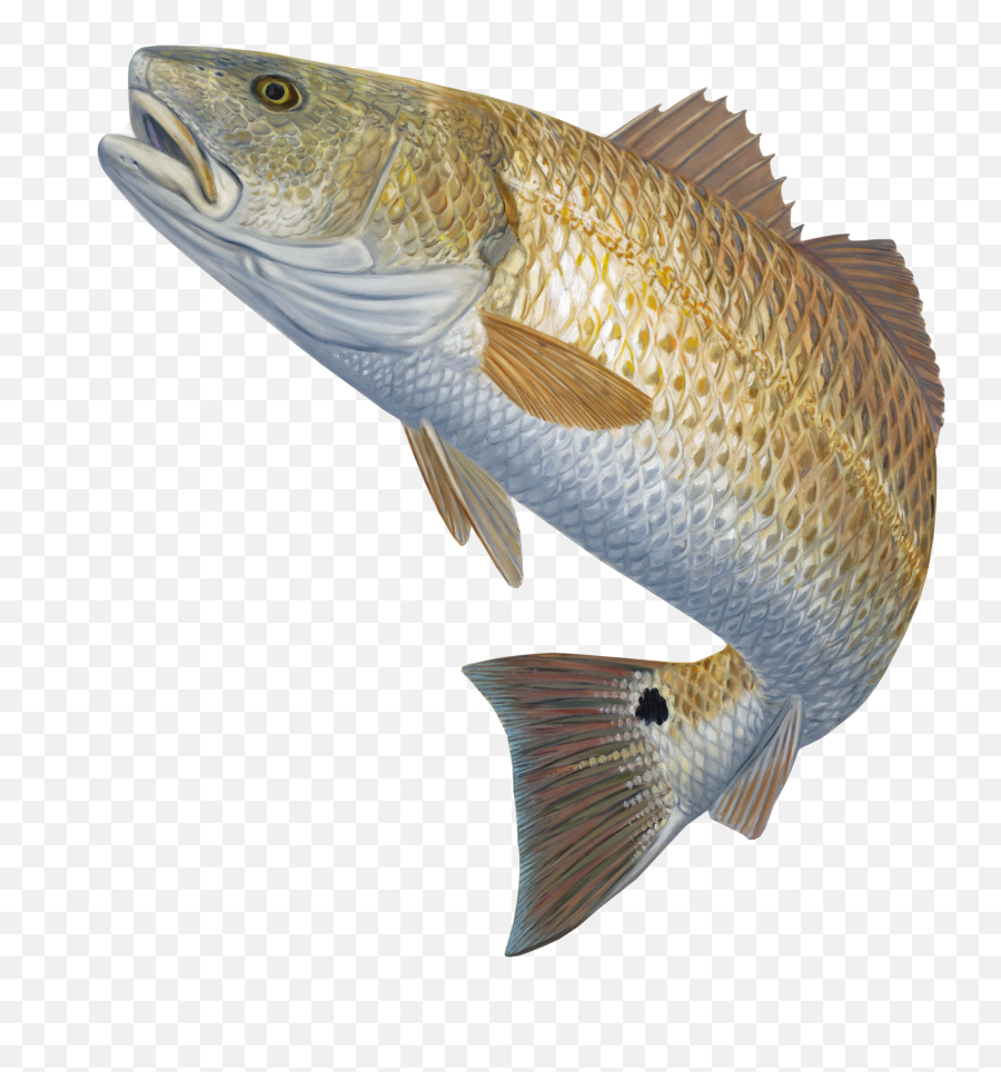 Library Of Mullet Fish Png Transparent - Red Fish Jumping Out Of Water,Mullet Png