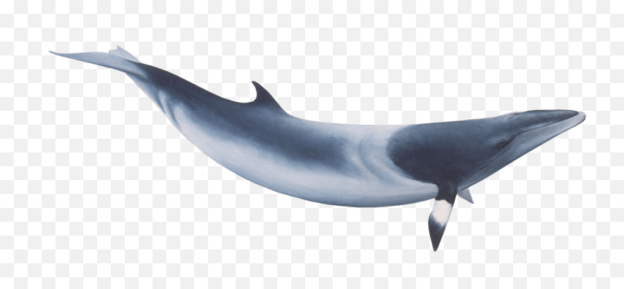 Whale Png Image Transparent Arts - Minke Whale Png,Whale Clipart Png