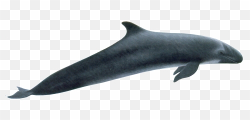 Killer Whale Png Picture Mart - False Full Body