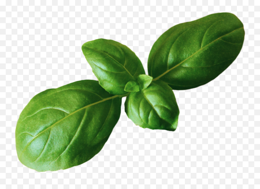 Basil Png Transparent - Basil Png,Basil Png