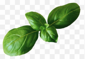 Free transparent basil png images page 1 pngaaa