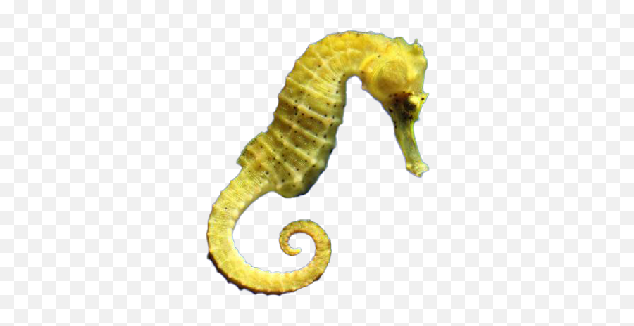 Png Images Transparent Background - Real Seahorse No Background,Seahorse Png