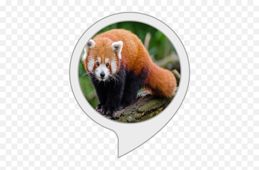 Alexa Skills - Red Panda Png,Red Panda Transparent