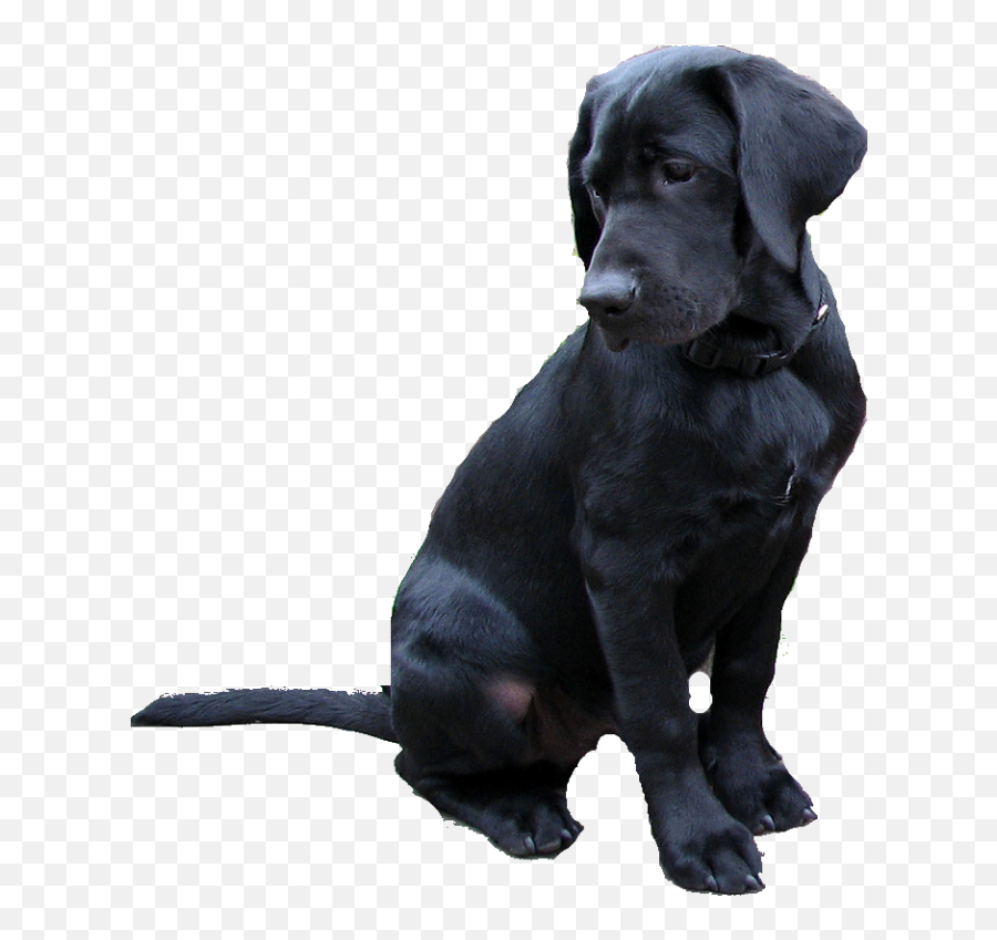 Labrador Retriever Png Black Dog