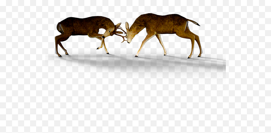 Deer Pack Damm Wild Antler Fight - Techniques Of Conflict Resolution Png,Antler Png