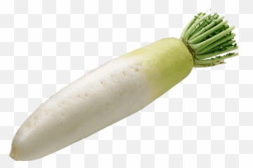 White Radish - Daikon Png,Radish Png