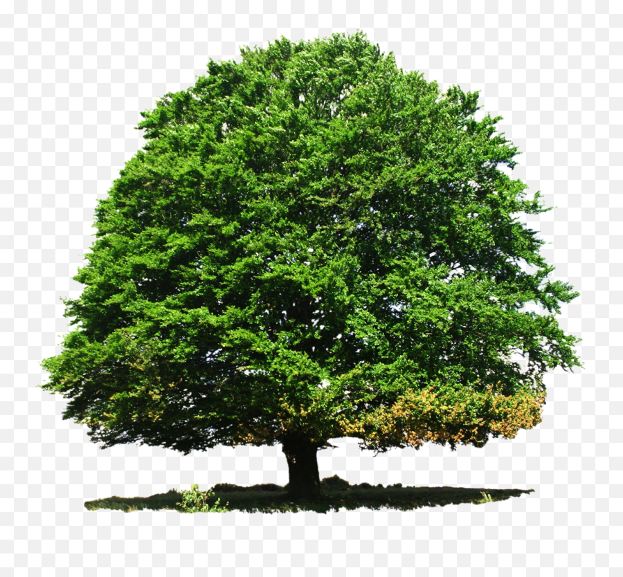Download Tree Png Transparent Image - Oak Tree Deciduous Or Evergreen,Trees Background Png