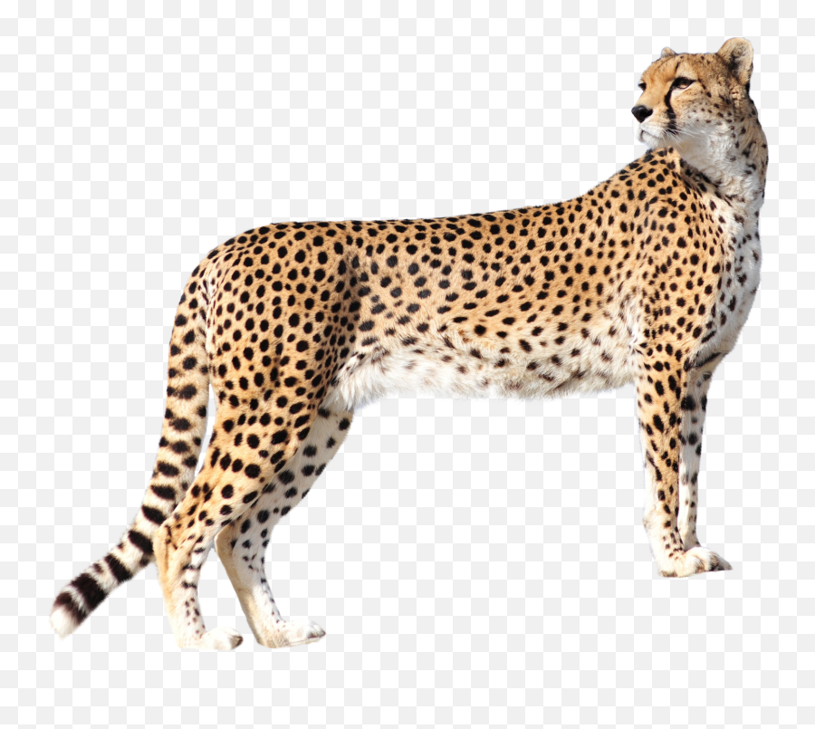 Leopard Png Images - Cheetah Png Transparent,Leopard Png