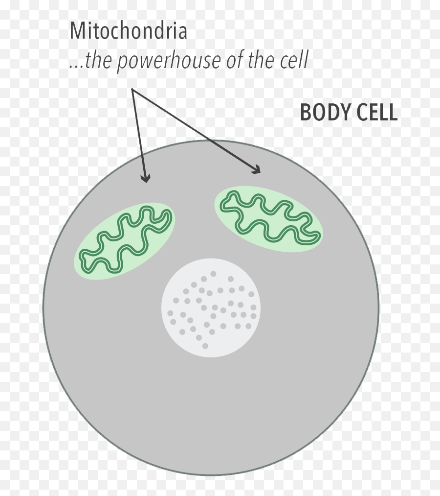 World Mitochondrial Disease Week - Consiglio Comunale Dei Ragazzi Png,Mitochondria Png