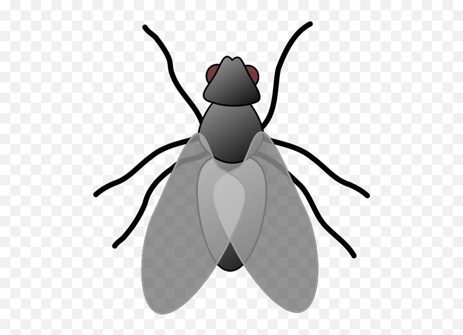 Fly Bug Insect Svg Vector Clip Art - Svg Clipart Fly Clip Art Png,Fly Clipart Png
