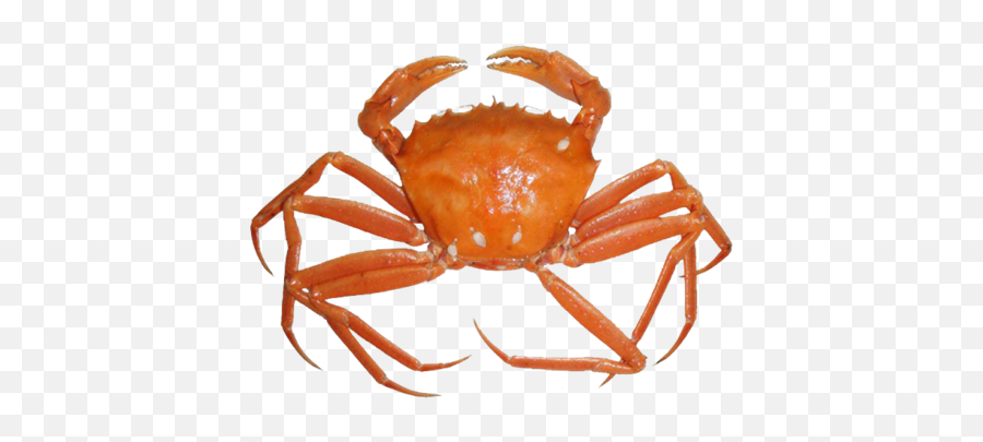 Crab Png Free Download Arts - Sea Crab Transparent,Crab Png