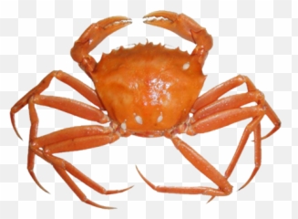 Crab Png Free Download Arts - Sea Crab Transparent,Crab Png