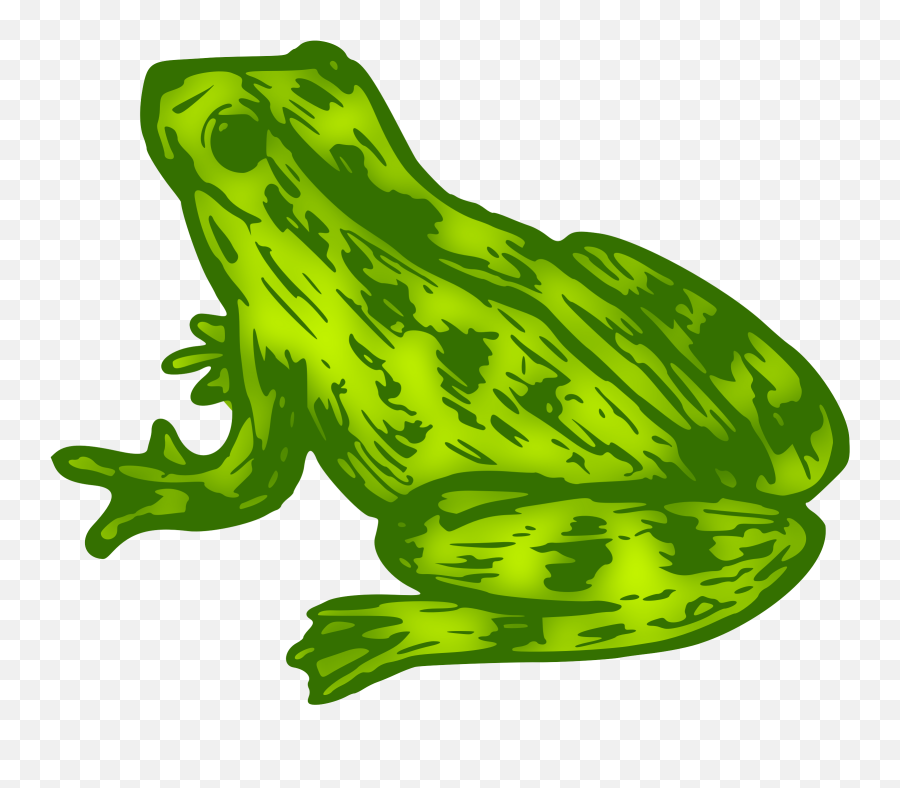 Toad True Frog Clip Art Kermit The - Colour Picture Of Frog Png,Kermit The Frog Transparent