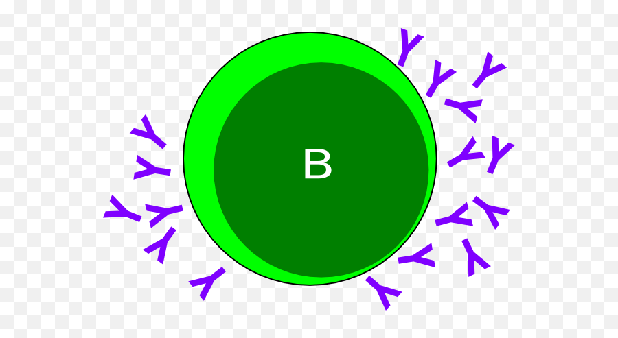 B Cell Clip Art - Vector Clip Art Online B Cells Clipart Png,Cell Png