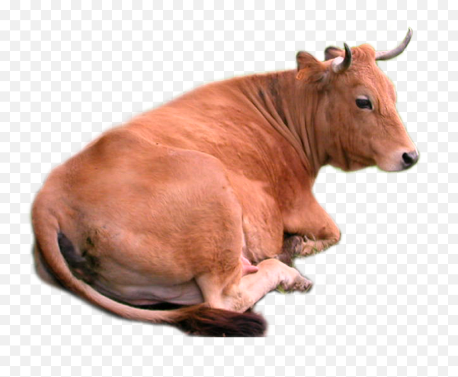 Brown Cow Transparent Image Png Arts - Cow Sitting Down Png,Cow Transparent