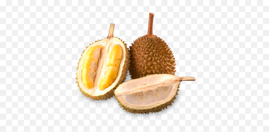 Durian Mao Shan Wang D13 - Durian In Hindi Meaning Png,Durian Png