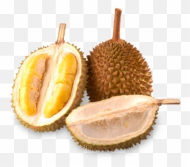 Durian Mao Shan Wang D13 - Durian In Hindi Meaning Png,Durian Png