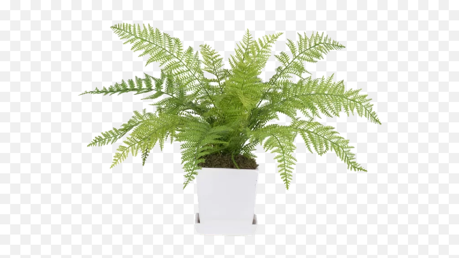 Fern Plant In Planter - Horizontal Png,Spanish Moss Png