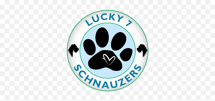 Schnauzer Puppies For Sale U2013 Lucky 7 Schnauzers - Big Png,Icon Lucky 7