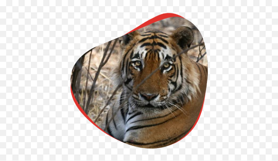 The Life Story Of Tiger Sitara T - 28 Ranthambore Bengal Tiger Png,Bengal Tiger Icon