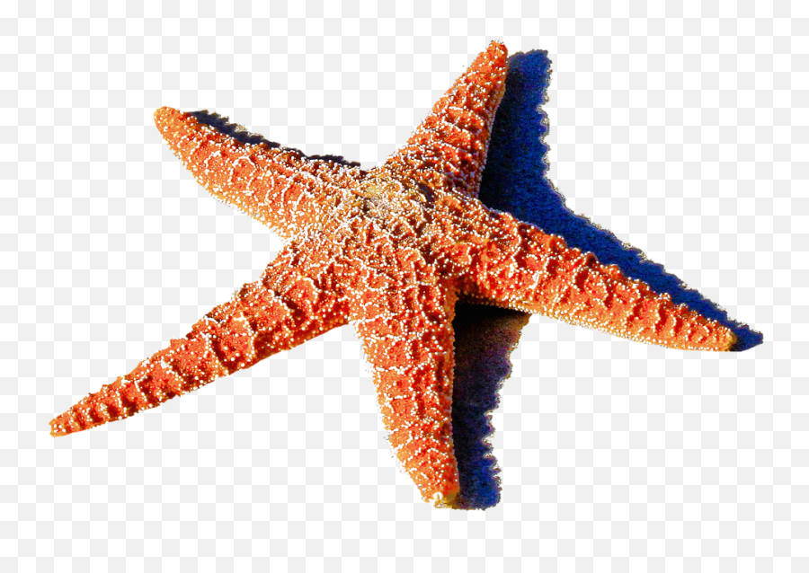 Starfish Png Image Transparent - Starfish Png,Starfish Transparent
