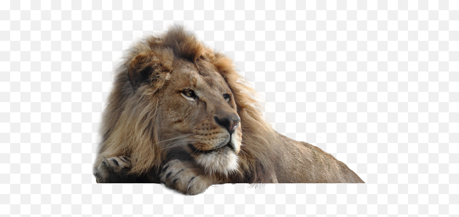 Lion Png Images Free Download Lions - Lion Png 4k,Lions Png