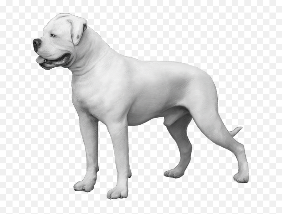 Embark Dog Dna Test - Breed All White American Bulldog Bobtail Puppy Png,British Icon Bulldogs