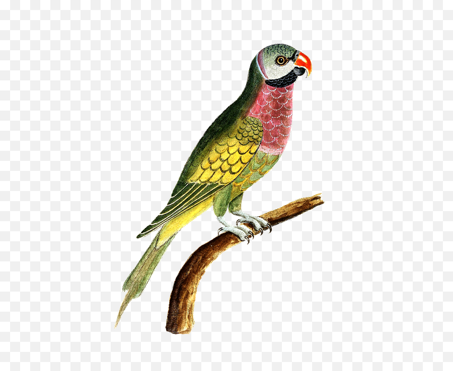 Colorful Parrot Free Png Image Arts - Parrots,Colorful Png