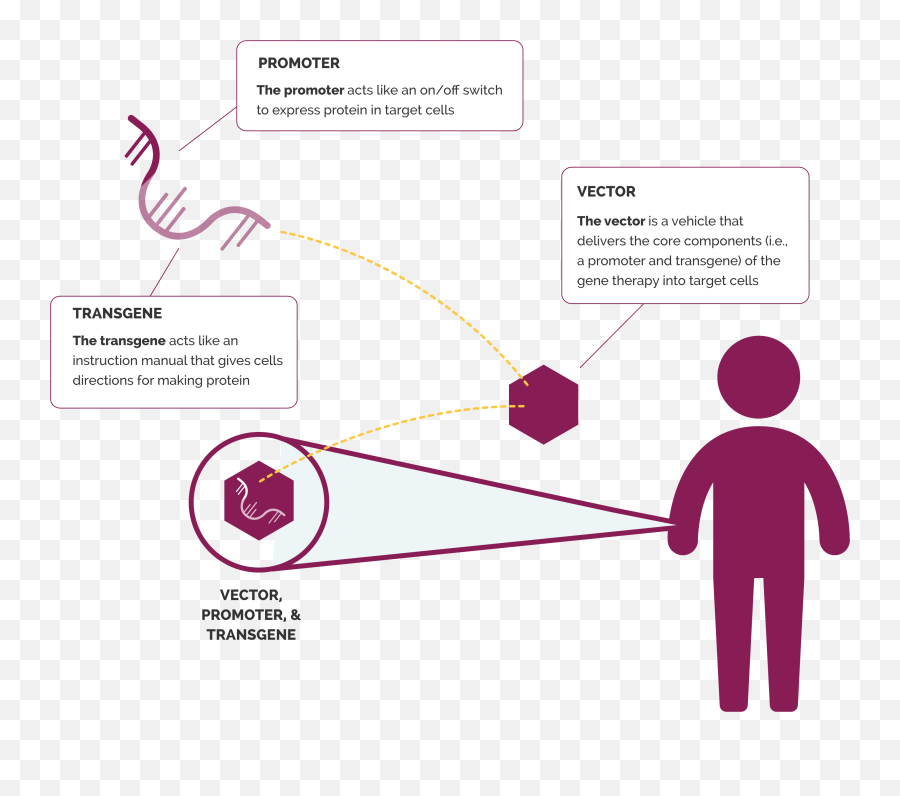 Investigational Approaches Targeting Dystrophin Production - Sharing Png,Gene Therapy Icon