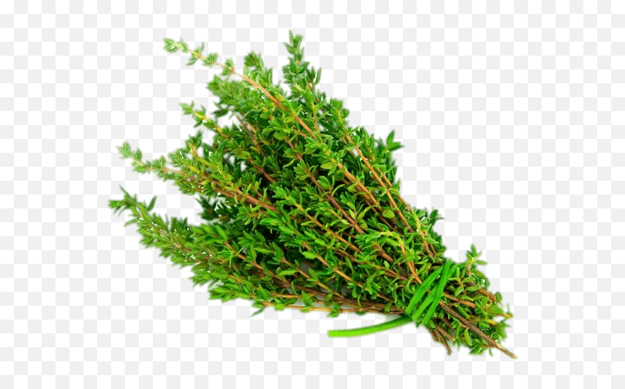 Thyme Transparent Png Herbs