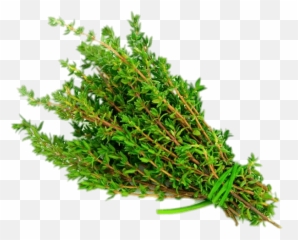 Thyme Transparent Png Herbs