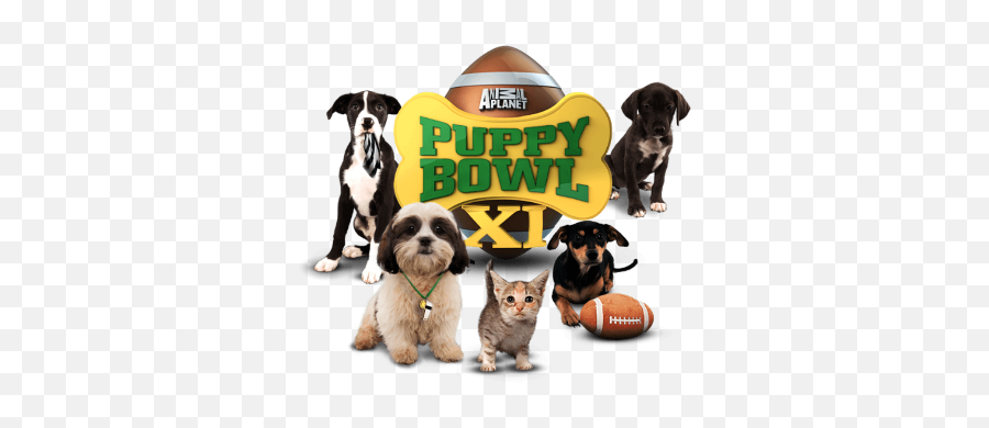 Top 10 Facts You Donu0027t Know About Puppy Bowl Pouted - Puppy Bowl Transparent Png,Dog Bowl Png