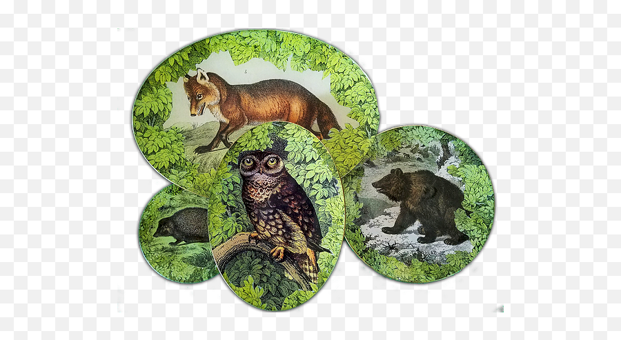 Home Twigs And Moss - Great Horned Owl Png,Twigs Png