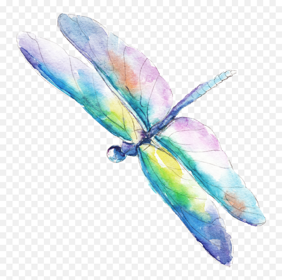 Home - Water Color Dragonflies Vector 1000x894 Png Dragonfly Watercolor Vector,Dragonfly Png