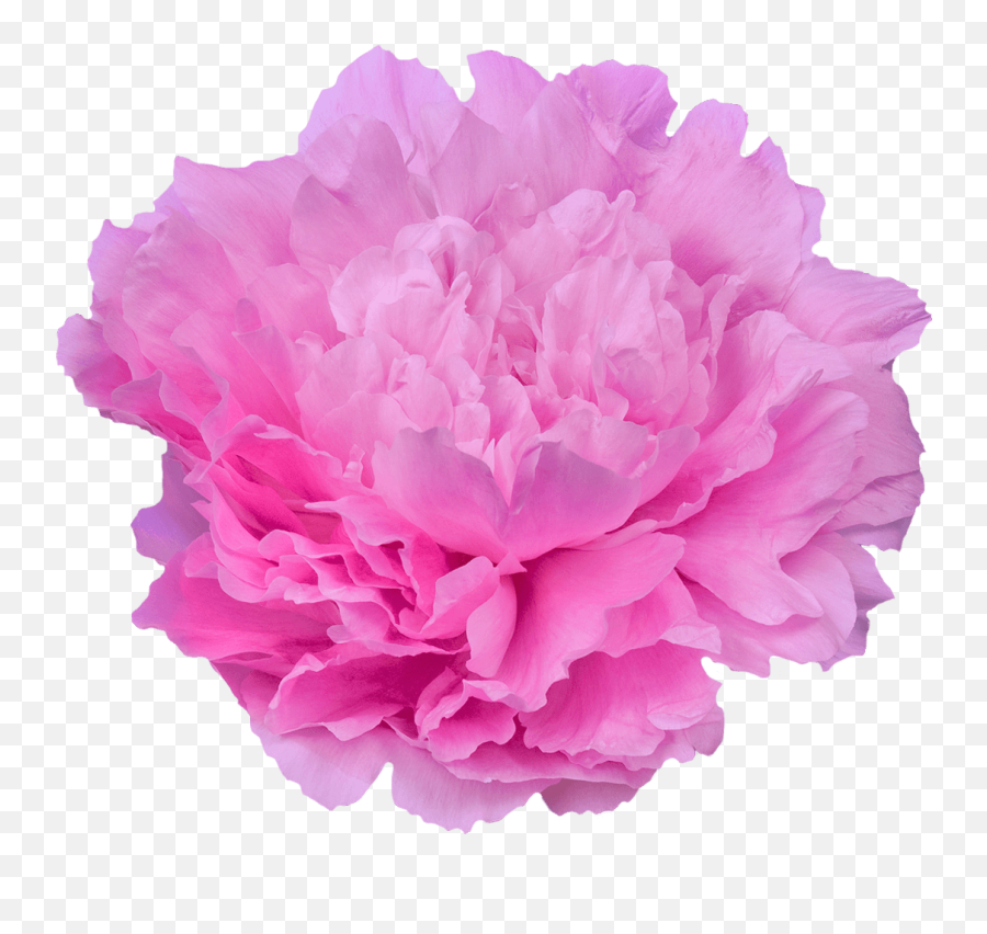 Paeonia Dinner Plate - Pioenrozen My Peony Society Peony Dinner Plate Png,Dinner Plate Png