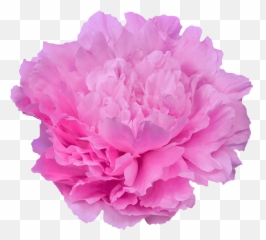 Paeonia Dinner Plate - Pioenrozen My Peony Society Peony Dinner Plate Png,Dinner Plate Png