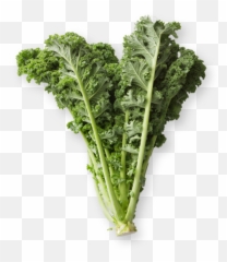 Kale - Kale Plant Png,Kale Png