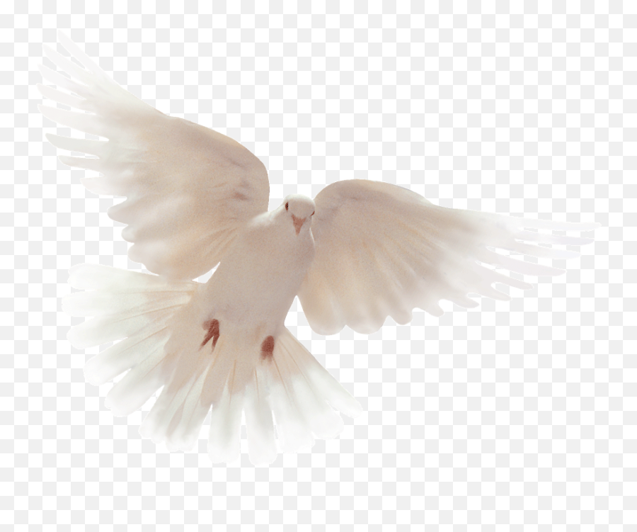 Dove Wallpapers One Wallpaper Online - Losing Sister To Cancer Png,Dove Transparent Background