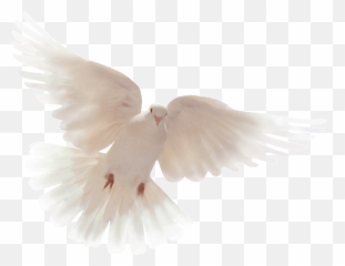 Dove Wallpapers One Wallpaper Online - Losing Sister To Cancer Png,Dove Transparent Background